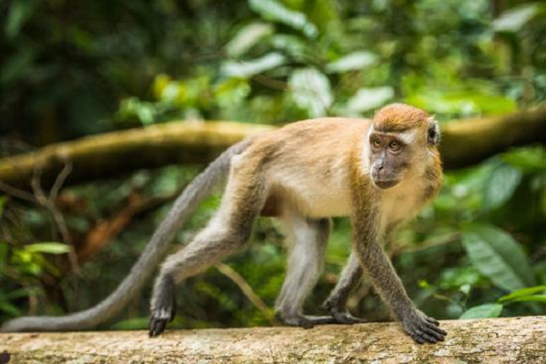 Con đực lớn thường có hai chỏm lông trắng trên miệng như bộ ria. Con cái có lông quanh mồm thưa hơn. Con non sinh ra thường có màu đen. Thức ăn chủ yếu của chúng là quả, hạt, nõn cây, lá và động vật như côn trùng, ếch, nhái, cua…. Khỉ đuôi dài hoạt động vào ban ngày và trên cây. Loài này bơi rất giỏi và thường nhảy xuống nước từ cành cây.