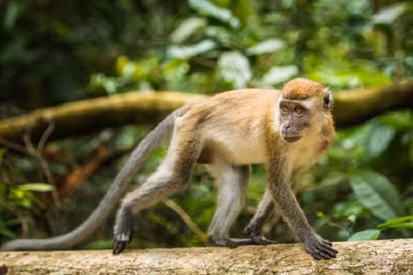 Con đực lớn thường có hai chỏm lông trắng trên miệng như bộ ria. Con cái có lông quanh mồm thưa hơn. Con non sinh ra thường có màu đen. Thức ăn chủ yếu của chúng là quả, hạt, nõn cây, lá và động vật như côn trùng, ếch, nhái, cua…. Khỉ đuôi dài hoạt động vào ban ngày và trên cây. Loài này bơi rất giỏi và thường nhảy xuống nước từ cành cây.