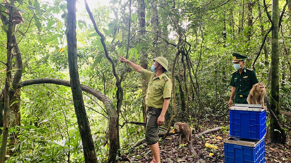 Sau khi tiếp nhận từ người dân, Trung tâm Cứu hộ, bảo tồn và Phát triển sinh vật – Vườn Quốc gia Bù Gia Mập đã chăm sóc, chữa bệnh cho bốn con vật để đảm bảo sức khỏe cho chúng trước khi thả về tự nhiên.