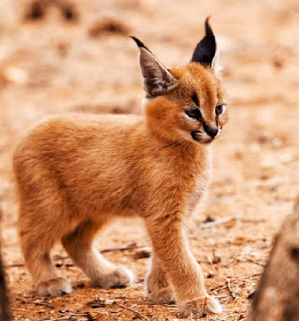 Linh miêu tai đen cũng ăn động vật có vú, thường sống ở châu Phi và Trung Đông và một cá thể trưởng thành có thể nặng đến 18 kg. Việc thích ứng nhanh với mọi môi trường cho phép nó sống trong một phạm vi sống vô cùng đa dạng.