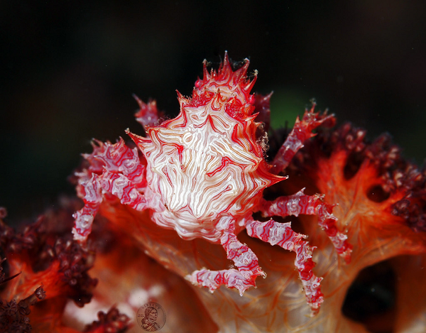  Cua kẹo ngụy trang bằng cách bắt chước màu sắc của san hô, màu sắc thay đổi tùy theo màu sắc của san hô và có thể có màu trắng, hồng, vàng hoặc đỏ.