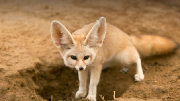 Cáo Fennec sống chủ yếu về đêm, săn bắt động vật có vú nhỏ, chim và côn trùng. Nó có thể sống đến 14 năm và đạt kích thước khoảng 70 cm, riêng đuôi của nó đã dài đến 30 cm. Chúng có thể sủa, kêu meo, gầm gừ và nhiều hành động đáng yêu khác. 