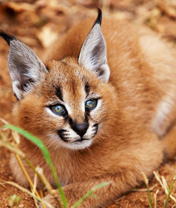 Linh miêu tai đen (Felis caracal) có vẻ ngoài vô cùng đẹp và dũng mãnh. Chúng sở hữu đôi tai dài và linh hoạt giúp nghe thấy những âm thanh nhỏ nhất, kết hợp với chân sau khỏe mạnh giúp chúng có thể nhảy vọt vài mét trên không để bắt chim đang bay.