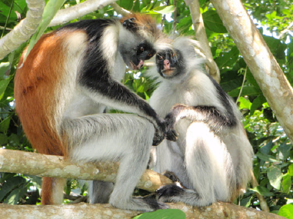 Khỉ Zobibar Colobus đỏ (Procolobus kirkii) có bộ lông tuyệt đẹp, chỉ sống trên Zanzibar – một hòn đảo ngoài khơi bờ biển Tanzania. Hiện nay chúng chỉ còn khoảng gần 3.000 cá thể trong tự nhiên và đang đứng trước nguy cơ tuyệt chủng,