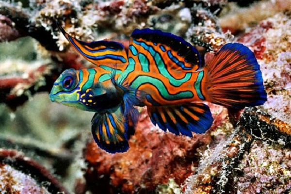 Cá Trạng Nguyên (Synchiropus splendidus) thuộc top những loài sinh vật biển sặc sỡ nhất, sinh sống phổ biến ở phía Tây Nam Thái Bình Dương gần Úc, Đài Loan và Philippines. Màu sắc lạ mắt là đặc điểm nhận dạng nổi bật nhất của nó.