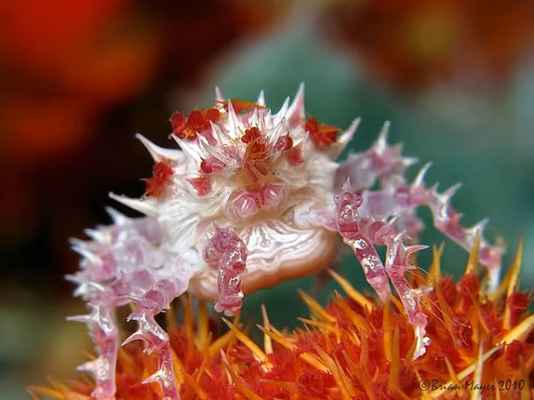 Candy Crab – Cua kẹo (Hoplophrys) có vẻ ngoài vô cùng sặc sỡ, thuộc động vật đơn bào, dài từ 1.5 cm đến 2 cm và thường sống trên san hô mềm. Chúng được tìm thấy phổ biến ở vùng biển Ấn Độ Dương và Thái Bình Dương.