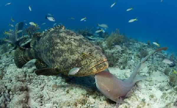 Cá mú Goliath có thời kỳ ấu trùng trôi nổi xấp xỉ 6 tuần. Chúng định cư trong vùng rừng ngập mặn, đầu tiên trong các lá cây, sau đó dọc theo bờ rừng.