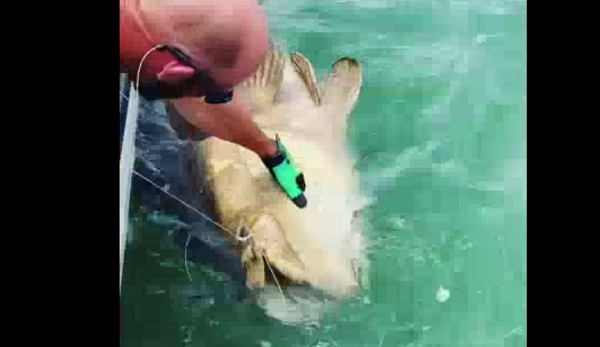 Đây là con cá mú giống Goliath đầu tiên được câu thành công trong khu vực. Các ngư dân đã mất gần 1 giờ đồng hồ để kéo con cá lên khoang tàu. Con cá có phần cơ thể màu nâu vàng lốm đốm chấm đen ở đầu và vây. Bộ hàm rộng, vây đuôi tròn, một số con có sọc ở hai bên thân.