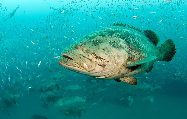 Giai đoạn cá nhỏ dài chừng 5 – 6 năm, sau đó chúng chuyển ra các rạn san hô cạn, cuối cùng tham gia vào số lượng cá lớn ngoài khơi. Sự phân bố cá trong vùng rừng ngập mặn phụ thuộc vào chất lượng nước, đặc biệt là lượng oxy hòa tan (lớn hơn 4 ppm) và độ mặn trung bình.