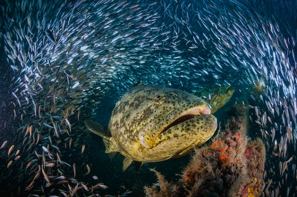 Đây là loài cá rất dễ bị tổn thương vì thời tiết lạnh và thủy triều đỏ. Chúng được phát hiện trong các vùng nước ôn đới và nhiệt đới của Đại tây dương. Đa số cá lớn thường được phát hiện ở các rạn san hô cạn, sâu nhất chừng 45 mét.