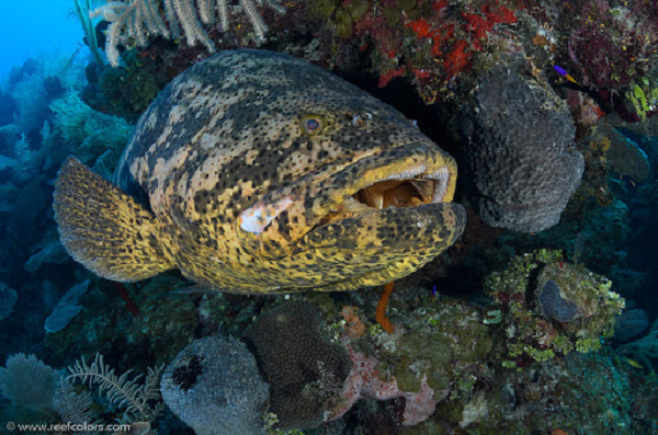 Cá mú Goliath tạo thành đàn đẻ trứng chừng 100 cá thể tại một vị trí cố định từ tháng 7 đến tháng 9. Chúng thậm chí có thể di chuyển tới 100 km từ vùng rạn gần bờ tới vị trí này.