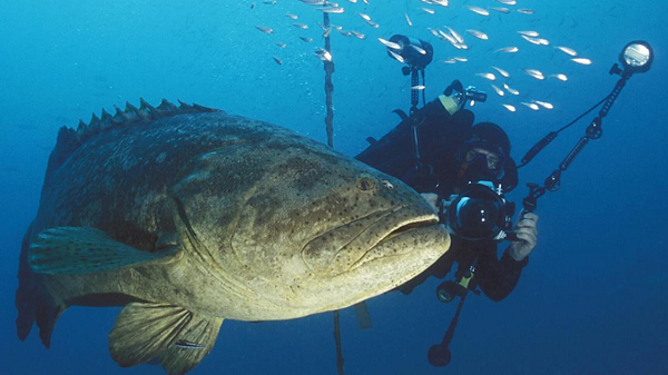 Cá trưởng thành lúc 5 – 6 tuổi và dài khoảng 1 mét. Chúng sống tương đối lâu, có những cá thể sống ít nhất 37 tuổi. Tuy nhiên chỉ được phát hiện trong số cá đã khai thác, vì vậy có khả năng chúng có tuổi thọ cao hơn.