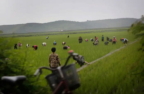 Các lao động cả nam lẫn nữ làm việc trên cánh đồng lúa ở tỉnh Kangwon. Thủ phủ của tỉnh này là Wonsan được phát triển như một điểm đến nghỉ ngơi vào mùa hè.