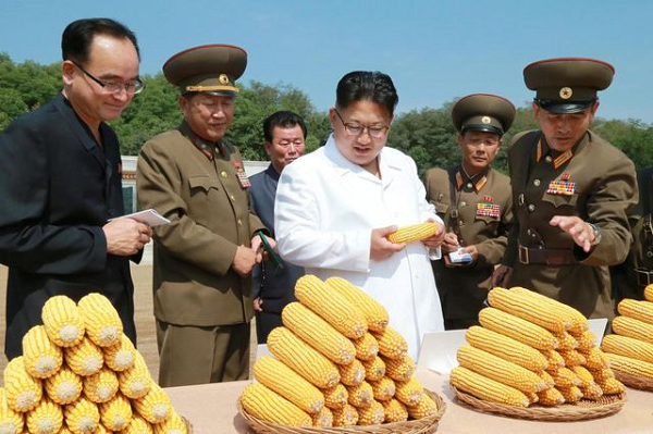 Nhà lãnh đạo Kim Jong-un cùng các tướng lĩnh quân đội xem xét các bắp ngô được trồng tại Nông trường số 1116.