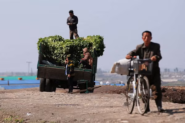 Trong nỗ lực đảm bảo an ninh lương thực, Triều Tiên đang phát triển một vài nông trang điển hình, với trang thiết bị hiện đại.