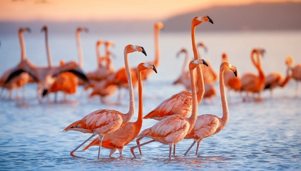 Những chú chim hồng hạc có màu sắc nữ tính này thường được tìm thấy ở bán cầu Nam và Tây. Chúng có khả năng giữ cân bằng cơ thể rất tuyệt bằng cách đứng một chân trong nhiều giờ mà không hề bị xê dịch hay lắc lư cơ thể.