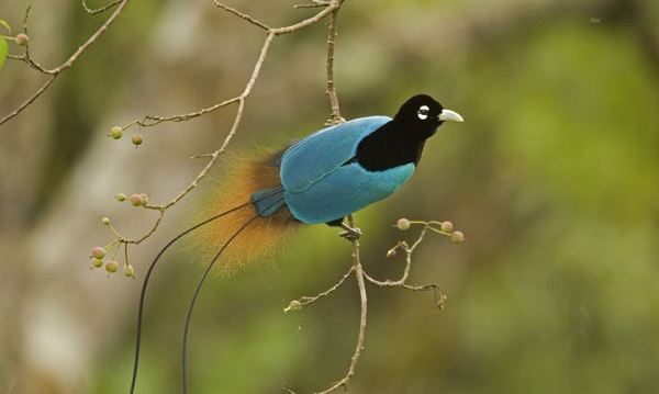 Chim thiên đường là một họ chim thường được tìm thấy ở Neu Guinea. Trong đó, chim thiên đường lam là nổi tiếng nhất. Không chỉ nhờ vẻ đẹp, chúng còn được biết đến nhờ “màn biểu diễn” vui nhộn của mình. Khi đó, chúng treo ngược cơ thể lên trên cành cây, rũ bộ lông xanh mượt của mình xuống và hót vang với cái giọng khàn khàn, trầm ấm.