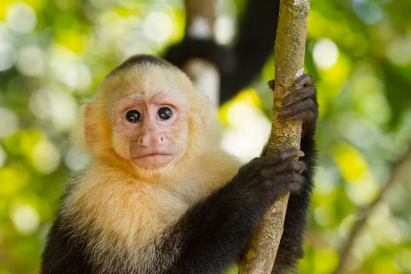  Khỉ thầy tu hay khỉ Capuchin có tên khoa học là Cebinae. Chúng thuộc loài linh trưởng, nặng từ 2,9 đến 3,9 kg, chiều dài từ 34 đến 84 cm.