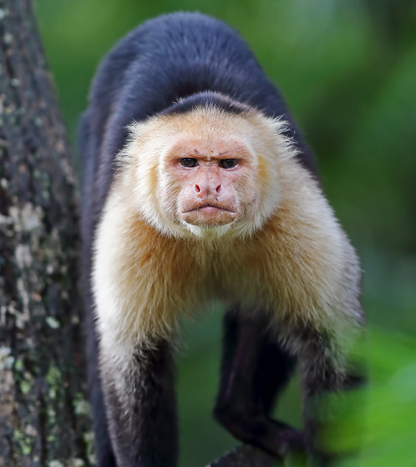 Trong nhiều thập kỷ qua, các nhà khoa học đã chứng minh được khỉ Capuchin có thể sử dụng các công cụ ngay cả trong điều kiện nuôi nhốt hay trong các cuộc nghiên cứu trong phòng thí nghiệm.