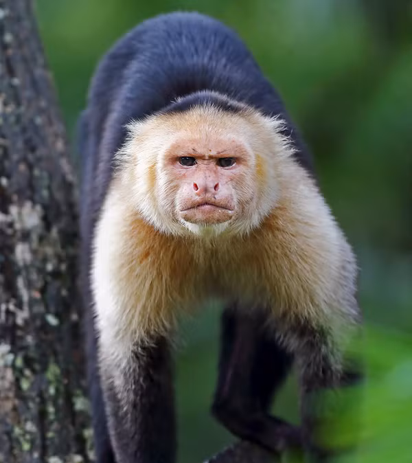 Trong nhiều thập kỷ qua, các nhà khoa học đã chứng minh được khỉ Capuchin có thể sử dụng các công cụ ngay cả trong điều kiện nuôi nhốt hay trong các cuộc nghiên cứu trong phòng thí nghiệm.