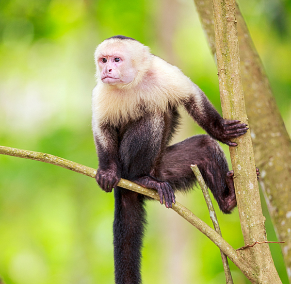 Trước khi những người vượn đầu tiên chế tạo ra công cụ bằng đá thì họ đã sử dụng đá cuội để chế biến thức ăn, giống như cách mà các Capuchin ở Serra da Capivara ngày nay vẫn hay làm.