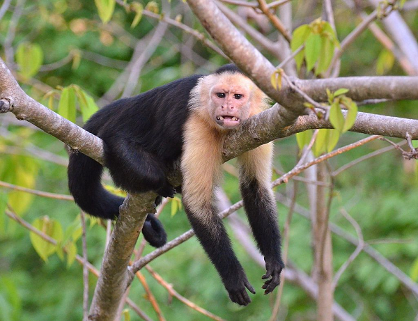 Một trong những công cụ bằng đá lâu đời nhất được biết đến là lưỡi dao cạo râu có niên đại cách đây 3,3 triệu năm được cho là của hai loài họ hàng xa xưa của loài người là thú mỏ vịt Australopithecus afarensis và Kenyanthropus chế tạo nên.