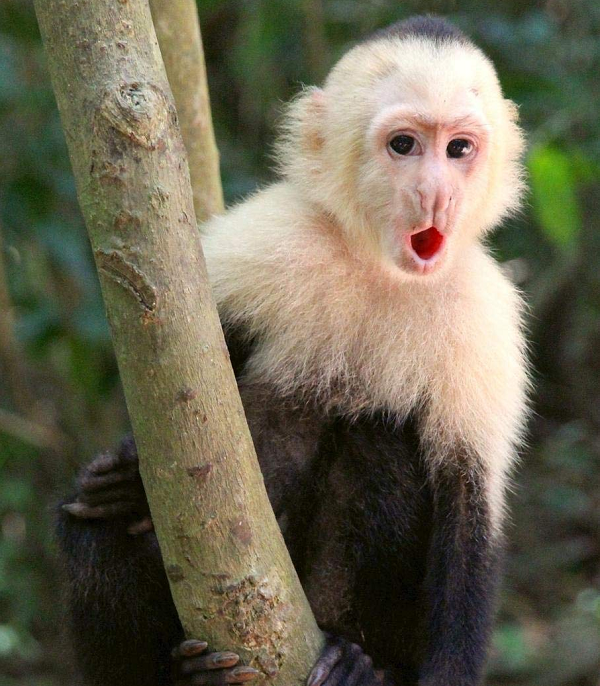 Tuy nhiên, có một khoảng trống lịch sử giữa niên đại của các viên đá, rơi vào khoảng 640 - 565 năm trước. Các chuyên gia không rõ điều này là do lũ khỉ ngưng sử dụng đá, hay do chúng đã rời bỏ khu vực này mà đi.