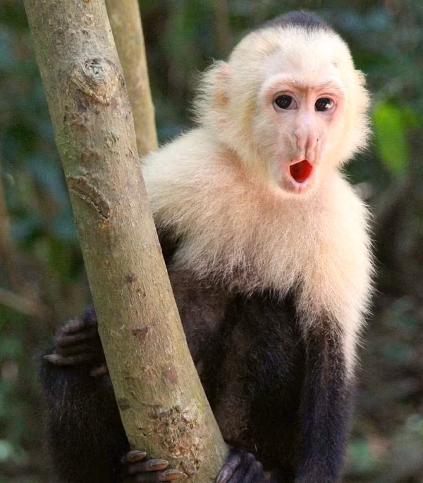 Tuy nhiên, có một khoảng trống lịch sử giữa niên đại của các viên đá, rơi vào khoảng 640 - 565 năm trước. Các chuyên gia không rõ điều này là do lũ khỉ ngưng sử dụng đá, hay do chúng đã rời bỏ khu vực này mà đi.