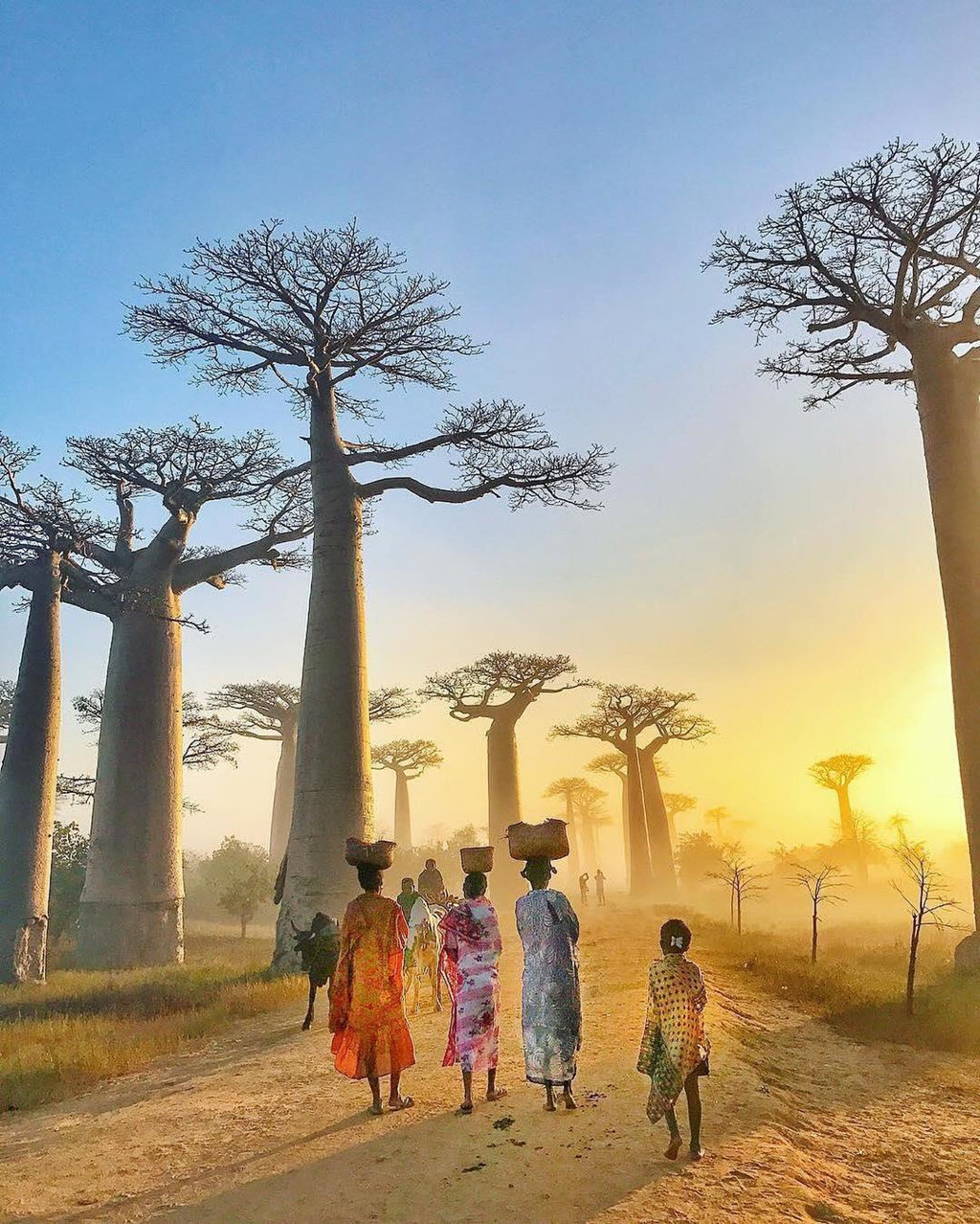 Baobab cao khoảng 30 m với chu vi thân cây 25 m. " Cây lộn ngược" này nổi bật với những cành trơ trụi tựa như bộ rễ khổng lồ vươn lên bầu trời. Ảnh: Bucketlisters.