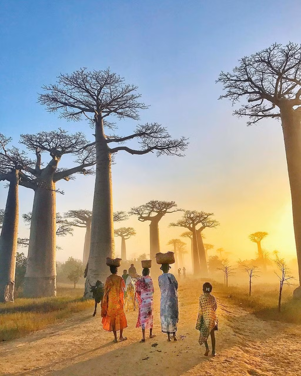 Baobab cao khoảng 30 m với chu vi thân cây 25 m. " Cây lộn ngược" này nổi bật với những cành trơ trụi tựa như bộ rễ khổng lồ vươn lên bầu trời. Ảnh: Bucketlisters.
