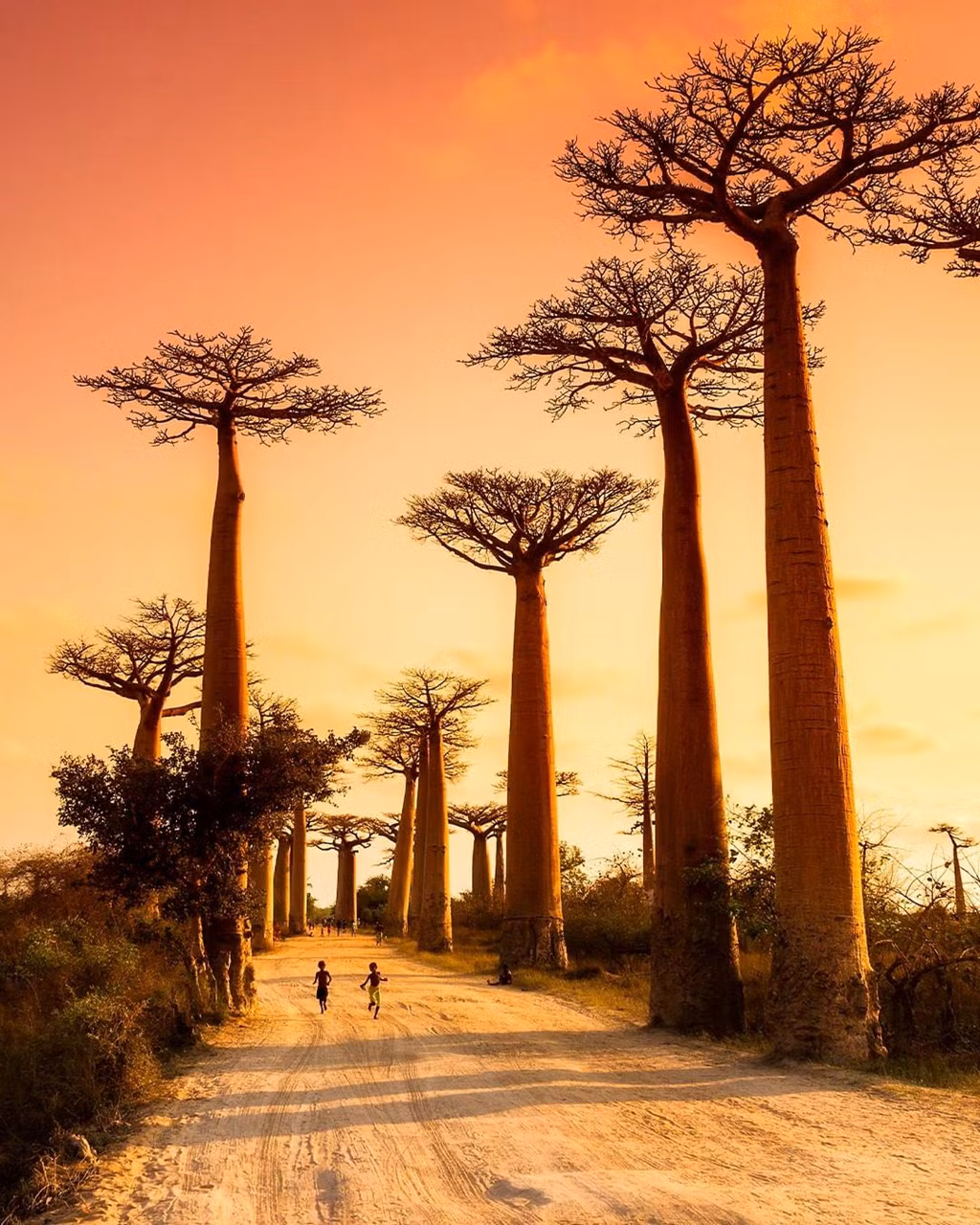 Điều này chỉ ra rằng Madagascar được xem là mảnh đất cội nguồn của loài cây baobab. Tới quốc gia này, check-in ở con đường nổi tiếng với hàng cây baobab là một trong những điều du khách khó lòng bỏ qua. Ảnh: Tripadvisor.