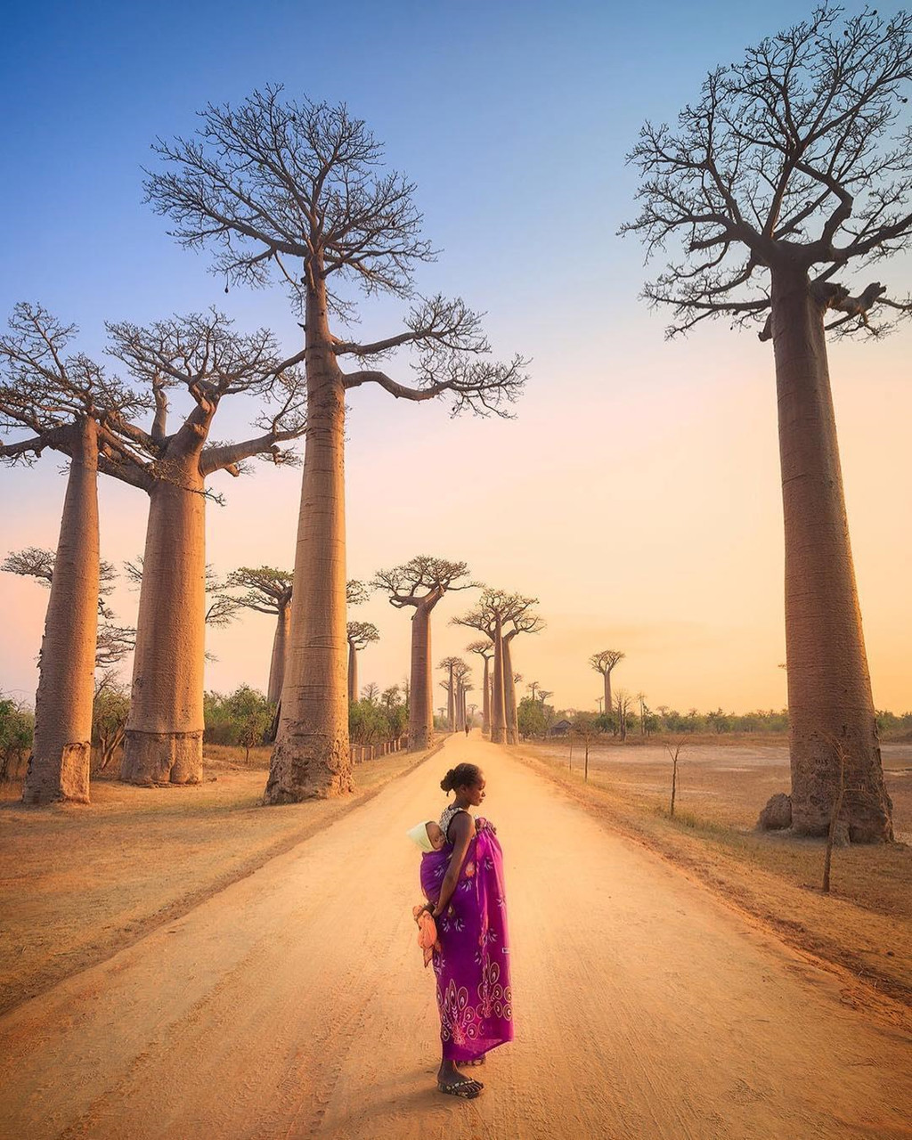 Một truyền thuyết kể rằng, trước đây baobab được tạo ra với hình dáng vô cùng xinh đẹp, có hoa và lá xanh tươi. Do quá tự hào về vẻ đẹp của mình, chúng đi khoe khoang với rất nhiều loài cây khác. Để kiềm chế điều này, Chúa quyết định lộn ngược chúng xuống nhằm che giấu đi phần nào vẻ đẹp đó. Ảnh: Passionpassport.