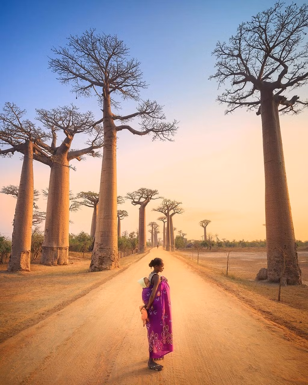 Một truyền thuyết kể rằng, trước đây baobab được tạo ra với hình dáng vô cùng xinh đẹp, có hoa và lá xanh tươi. Do quá tự hào về vẻ đẹp của mình, chúng đi khoe khoang với rất nhiều loài cây khác. Để kiềm chế điều này, Chúa quyết định lộn ngược chúng xuống nhằm che giấu đi phần nào vẻ đẹp đó. Ảnh: Passionpassport.