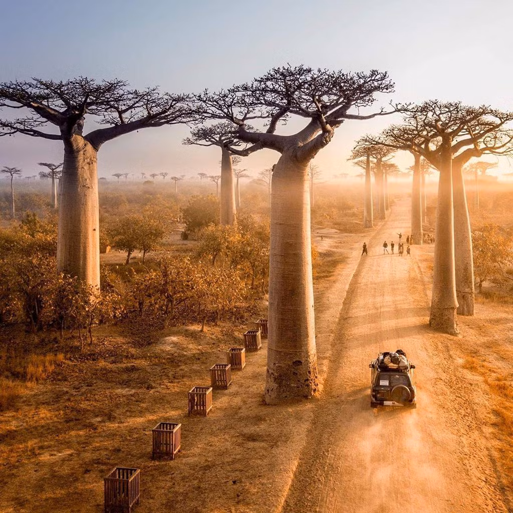 6/8 loài baobab trên thế giới chỉ tồn tại và phát triển ở Madagascar, đảo quốc thuộc Ấn Độ Dương. Ảnh: Tripcentral.