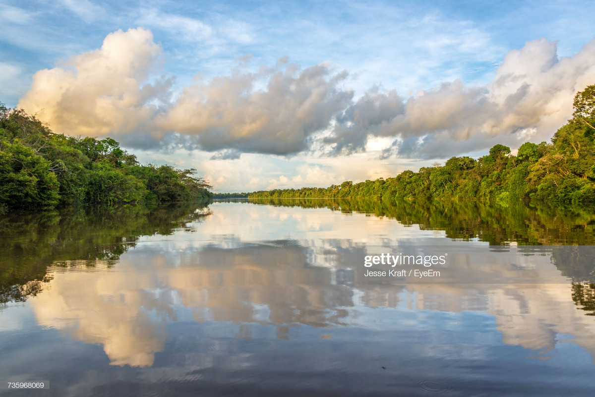 Một số nhà khoa học ước tính rằng 1 km² ở rừng mưa này có thể chứa trên 75.000 kiểu cây gỗ và 150.000 loài thực vật bậc cao. Tuy nhiên, Tạp chí Báo cáo Khoa học của Mỹ cho rằng phải cần tới hơn 300 năm nữa mới có thể thống kê, kiểm chứng đầy đủ và chính xác toàn bộ các loài thực vật trong rừng Amazon. Ảnh: Getty.