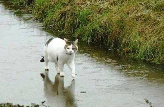 Chú mèo có khả năng di chuyển trên mặt nước?
