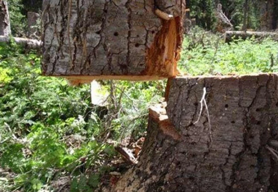 Chắc hẳn nhiều người sẽ thắc mắc tự hỏi vì sao cái cây này vẫn có thể đứng vững như vậy?