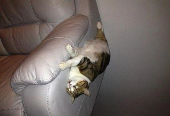 Chú mèo bị rơi khỏi chiếc sofa.