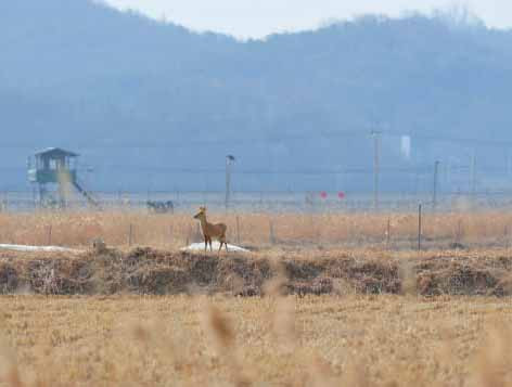 Cũng kể từ năm 1953, khu vực này đóng cửa hoàn toàn trước sự can thiệp của con người. Bởi vậy, nếu muốn khảo sát về các loài sinh vật được tái sinh sau khi đất đai bị tàn phá, DMZ sẽ là nơi tốt nhất.