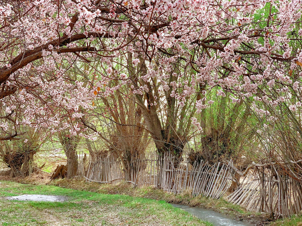 Chi phí: Chi phí ăn ở, vé tham quan, di chuyển tại Tân Cương trong chuyến đi này của mình khoảng 20 triệu đồng. Bạn có thể lựa chọn du lịch theo tour trọn gói hoặc tự túc. Nếu tự túc, bạn cần liên hệ trực tiếp với khách sạn để kiểm tra xem nơi đó có cho người nước ngoài ở không. Nhiều khách sạn vẫn đặt phòng trên mạng và có review của người nước ngoài nhưng thực tế thì không phải vậy.