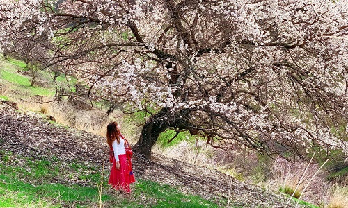 Tại Yining, mình ghé thăm Yili (Y Lê), nơi nổi tiếng với hồ Sayram (Trại Lý Mộc) và những đồng cỏ êm đềm. Thổ Nhĩ Căn được mệnh danh là chốn bồng lai tiên cảnh với thung lũng hoa mơ tuyệt sắc. Ngày thứ 9, mình bắt đầu di chuyển tới Burqin (Bố Nhĩ Tân) để tham quan Kanas (Khách Nạp Ti), Hemu (Hòa Mộc), 2 ngôi làng nổi tiếng với phong cảnh đẹp hàng đầu Trung Quốc. 3 ngày cuối cùng mình trở lại Urumqi và về Việt Nam.