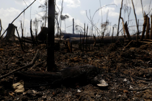 Nguyên nhân chính dẫn đến các vụ cháy rừng dữ dội ở Amazon tại Brazil được cho là do người dân đốt rừng lấy đất canh tác. Ảnh: Reuters.