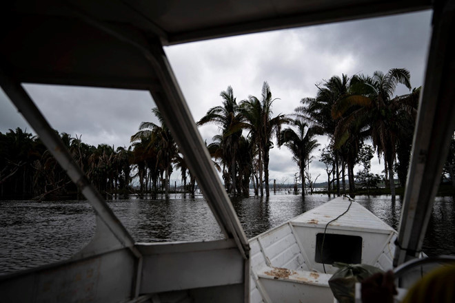 Những tàn tích còn lại của một hòn đảo sau khi con đập Energia nhấn chìm các ngôi nhà dọc theo sông Xingu ở Altamira. "Họ nói chúng tôi đang kìm hãm sự phát triển", Tù trưởng Juare nói. "Tuy nhiên, chúng tôi không làm thế. Chúng tôi đã thấy sự hủy diệt không chỉ đối với chúng tôi, mà đối với toàn bộ người dân Amazon".