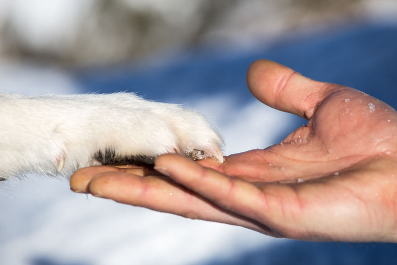 Tình bạn giữa con người và động vật.