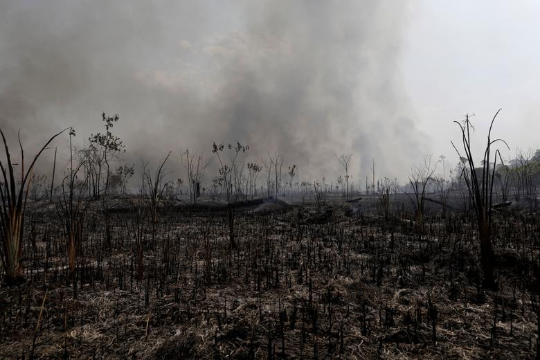 “Đây là một thảm họa với tỷ lệ mất mát khổng lồ”, Tiến sĩ Deby Cassill, Phó giáo sư tại khoa Khoa học Sinh học của Đại học USF, bình luận.