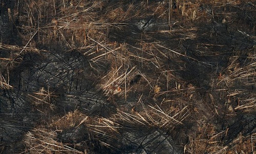 Tuy nhiên, trong một tuyên bố có phần "dịu giọng" hơn ngày 27/8, Tổng thống Brazil Bolsonaro nói sẽ chấp nhận viện trợ của G7 để chống cháy rừng nếu Tổng thống Pháp Emmanuel Macron rút lại những "lời lẽ lăng mạ" ông.