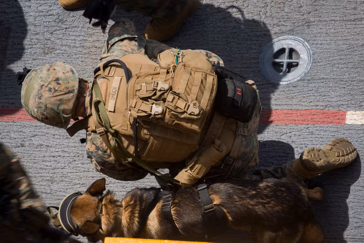 Mỗi chú chó trong quân đội Mỹ tuỳ từng giống chó, có thể phục vụ quân đội tối đa 8 năm trước khi được về hưu. Thông thường, nếu có điều kiện những người chỉ huy của các chú chó nghỉ hưu này sẽ mang chúng về nhà nuôi vì cả hai đã gắn bó quá lâu. Nguồn ảnh: BI.