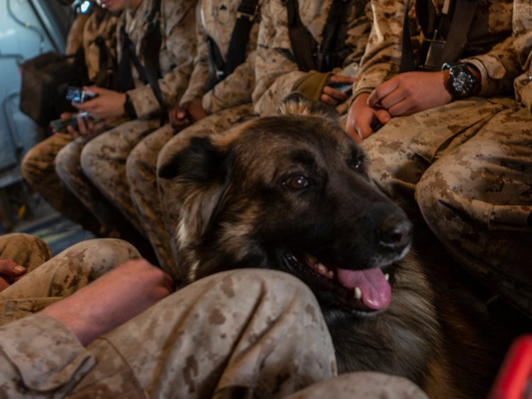 Lời khuyên cho mọi binh lính Mỹ khi tác chiến cùng với loại động vật bốn chân này đó là dù chúng chỉ là... động vật, tuy nhiên mọi người lính cần tuyệt đối tin tưởng ở chúng, đặc biệt là các loại chó đánh hơi dò mìn - khi mà tính mạng của cả một tiểu đội được đặt phía sau bốn bước chân và cái mũi của chú chó. Nguồn ảnh: BI.
