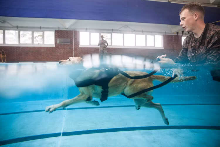 Bơi lại là một trong các nhiệm vụ dễ huấn luyện chó nghiệp vụ nhất do bản thân chúng luôn biết bơi từ khi sinh ra, duy chỉ có một vài chú chó có bản tính sợ nước cần được đào tạo một cách bài bản, còn lại, hầu hết chó nghiệp vụ đều bơi rất tốt do nền tảng thể lực sung mãn của chúng khi được tuyển chọn. Nguồn ảnh: BI.