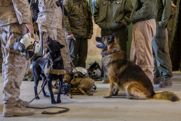 Chó nghiệp vụ Mỹ cũng có các kỹ năng đặc biệt cùng với các loại trang thiết bị hiện đại mà ít có loại chó nghiệp vụ nào khác trên thế giới có được. Nguồn ảnh: BI.